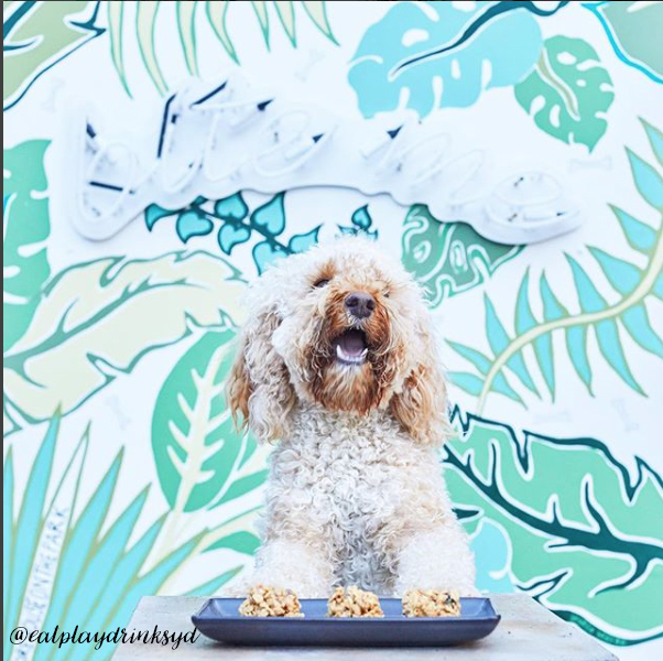 The Best Dog Cafes in Sydney