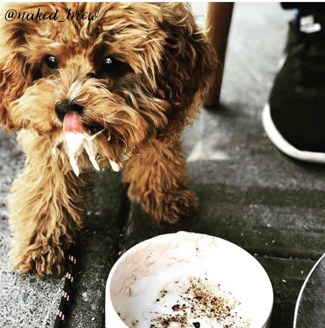 The Best Dog Cafes in Sydney