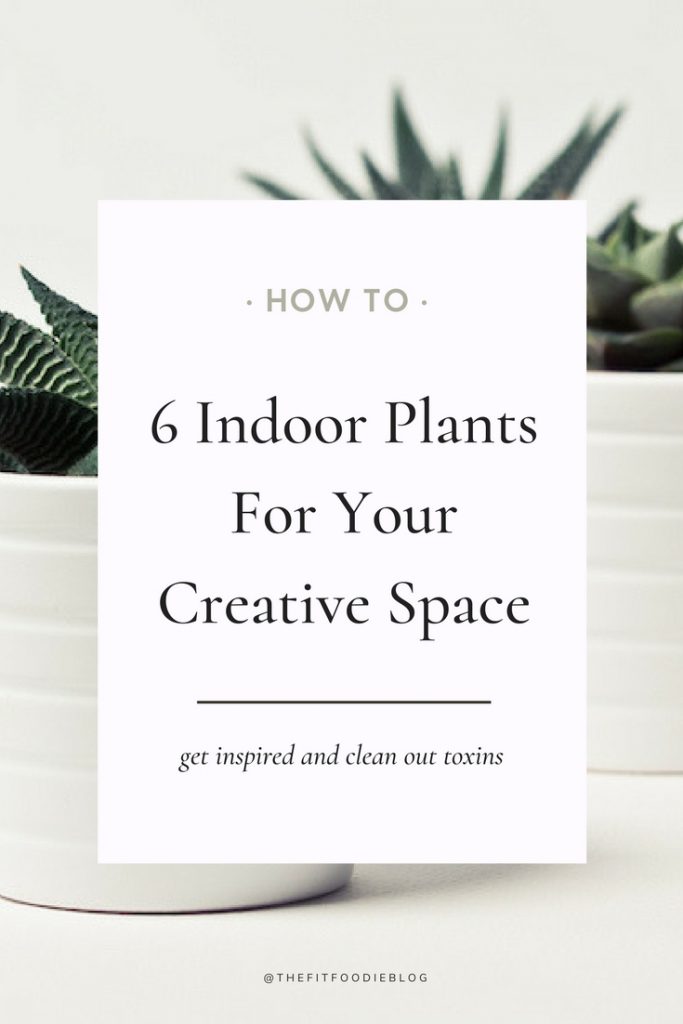 6 Indoor plants for your creative space